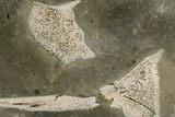 Fossil Plesiosaurus Bones in Cross-Section - England #171177-1